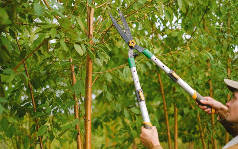 Tree trimming in Kellnersville, WI