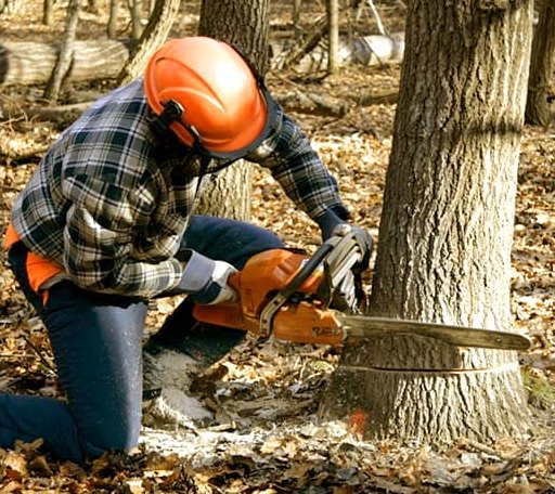 Tree Removal in Kellnersville, WI